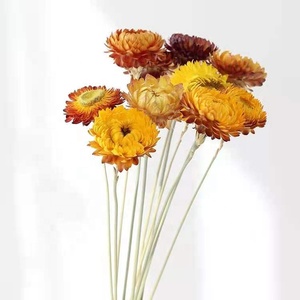 Fleur de pampa séchée naturelle (<span class=keywords><strong>Helichrysum</strong></span> <span class=keywords><strong>Bracteatum</strong></span>), marguerite éternelle multicolore pour arrangements floraux de maison et de mariage - Product Image 2