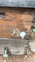 Pintu Masuk Sarang Lebah Putar dari Baja Anti Karat Grosir, Diameter 68mm (2.68 inci), 4 Mode, untuk Perlengkapan Peternakan Lebah Poly Mating Nuc