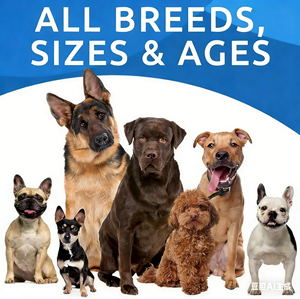 Suplemento Masticable para Alergias en Mascotas (Perros, Gatos, Aves) OEM/ODM, Alivia Alergias Estacionales, Refuerza la Inmunidad, Alivia la Picazón y Mejora la Salud de la Piel - Product Image 5