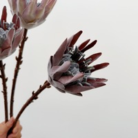 Fleur artificielle de monarque séchée, fleur Principla de style européen, décoration florale artificielle, accessoire de photographie pour maison modèle