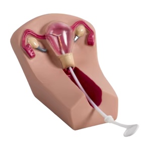 Modelo de Entrenamiento Médico Femenino GD/F5N para Dispositivos Intrauterinos Anticonceptivos, Material de PVC Avanzado, Certificado ISO 9001 - Product Image 1