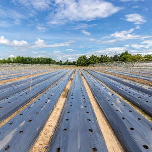 Mulch de película que suprime insectos de hierba, mejora el microambiente y aumenta la eficiencia de utilización del fertilizante - Product Image 3