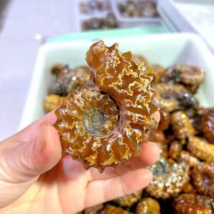 Doğal cilalı şifa taşı ev dekorasyon için amonyum krizantem salyangoz fosilleri taş fosil - Product Image 1