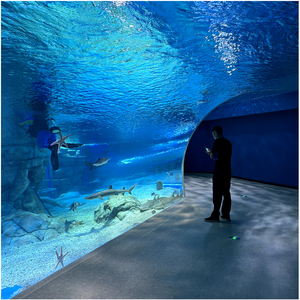 ตู้ปลาที่ใหญ่ที่สุดที่มีหัวใหญ่คุณสามารถซื้อหรือขายได้ - Product Image 1