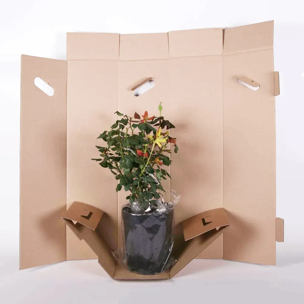 Impressão personalizada de papel de embalagem de papel de embalar plantas ao vivo caixa de envio