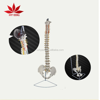 Modelo Anatómico Médico de Columna Vertebral Humana de Tamaño Real (85 cm) con Pelvis, Fémur y Nervio