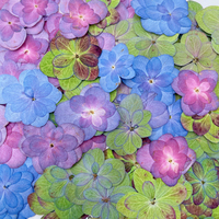 Fiori di Ortensia Essiccati e Pressati all'Ingrosso per Decorazioni Fai-da-Te, Segnalibri in Resina, Gioielli, Cartoline e Cover per Telefoni