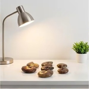 Vente en gros : Spécimen d'<span class=keywords><strong>Ammonite</strong></span> opaline irisée, cristal de guérison naturel avec support de présentation pour la décoration intérieure Feng Shui - Product Image 1