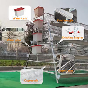 Equipo Avícola para Cría de Pollos, Jaulas para Gallinas Ponedoras Tipo A, Galvanizadas, Anticorrosivas, de Alta Densidad para Granjas Comerciales de Huevos - Product Image 4