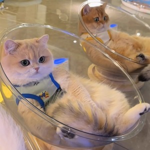 Cápsula espacial nido de gato cuatro estaciones universal de alto acrílico transparente plato giratorio de madera maciza suministros para mascotas. - Product Image 4