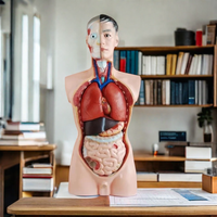 DARHMMY 85CM Torso masculino Simulador de anatomía humana con 19 piezas Producto de entrenamiento de ciencia médica