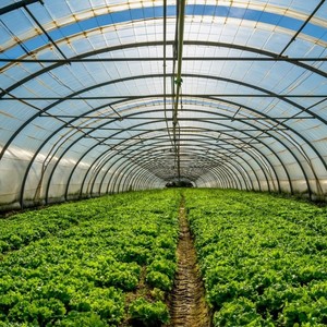 Serra Cinese Monocampata in Acciaio Zhongting 6m, Saldatura ERW, Punzonatura, Certificata JIS GS SABS per Strutture Agricole - Product Image 5
