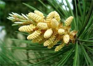 Pollen de pin non teinté |   Vente en gros d'usine |   Naturel et pur |   Remise en gros - Product Image 4