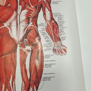 Affiches murales de la science médicale Os humain et affichage de la pathologie sur l'<span class=keywords><strong>anatomie</strong></span> en plastique pour l'affichage en classe ou en laboratoire - Product Image 3