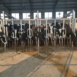 Parc <span class=keywords><strong>de</strong></span> <span class=keywords><strong>traite</strong></span> numérique à sortie rapide parallèle : Améliore considérablement l'efficacité des exploitations agricoles – Équipement <span class=keywords><strong>de</strong></span> <span class=keywords><strong>traite</strong></span> multi-étables pour vaches - Product Image 2
