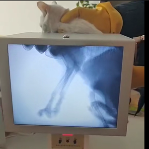 Thú Y huỳnh quang máy cho pet phòng khám di động x Ray Hệ thống HD hình ảnh bền hoạt động dễ dàng - Product Image 1