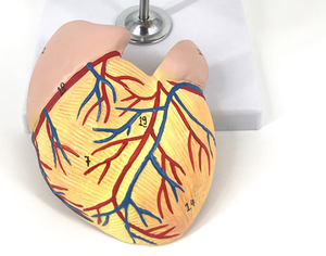心臓解剖学モデル医学学校を教える人体のための教育高品質の高度な医療用品 - Product Image 5