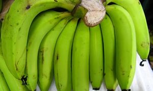 Banane du Vietnam-haute qualité pour l'exportation - Product Image 6