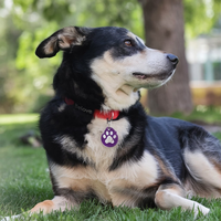 Vente en gros d'animaux de compagnie personnalisés Nfc Smart Pets Nom Id Qr Code Tags Pet Nfc Métal
