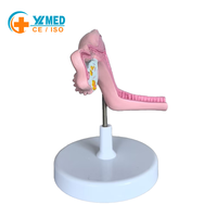 Modelo Anatómico de Útero y Ovario Femenino de Tamaño Real, Modelo de Órgano Reproductivo Humano con Base para Enseñanza Médica en Ginecología