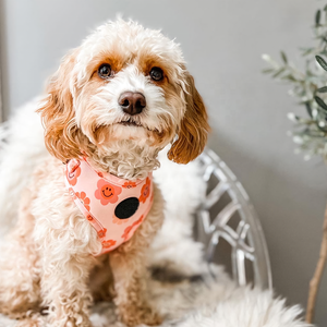 Km PuppyDogs, logotipo de goma personalizado, conjunto de arnés de plomo para perros y mascotas, <span class=keywords><strong>Collar</strong></span> y arnés de gato de etiqueta privada para <span class=keywords><strong>Collar</strong></span> y Correa, suministros para mascotas - Product Image 1