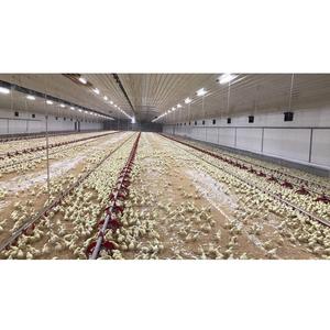 Granja avícola, gallinero, Gallinero - Product Image 4