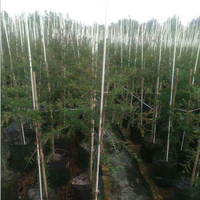 Tuteurs de plantes modernes en fibre de verre pour l'extérieur, écologiques, pour le soutien des plantes et des arbres, et treillis de soutien végétal