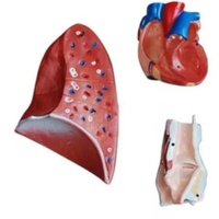 Modèle anatomique durable en PVC DARHMMY BOU/320 pour la science médicale, représentant le larynx, le cœur et les poumons humains, pour la formation médicale en milieu hospitalier/éducatif