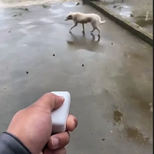 Manejar Control remoto Entrenamiento Good Bebavior Ultrasonic Bark <span class=keywords><strong>Deterrent</strong></span> - Product Image 1