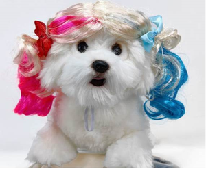 Peluca para mascotas, suministros para perros, accesorios para mascotas, pelo rizado, pelo liso, peluca para gatos - Product Image 6