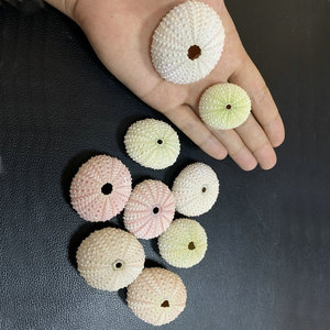 Naturel Petite Mer Coquille <span class=keywords><strong>Oursin</strong></span> De Mariage Décoration Conque Plage Coquillages Maison Côtière Décoration - Product Image 3