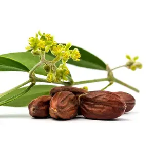 Prezzo all'ingrosso all'ingrosso olio di Jojoba puro al 100% oli portanti spremuti a freddo naturali e biologici trasparenti