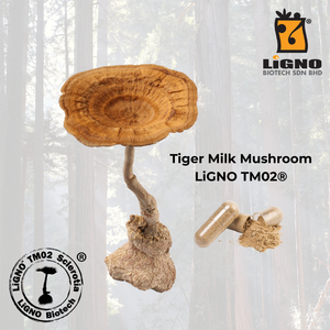 เห็ดนมเสือ LiGNO TM02 ได้รับการรับรองฮาลาลและโคเชอร์ อาหารเพื่อสุขภาพ เกรดอาหาร วัตถุดิบผงเข้มข้นสำหรับผลิตแบบ OEM ODM จำหน่ายส่ง - Product Image 1