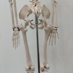 Enseñanza anatómica <span class=keywords><strong>de</strong></span> PVC para ciencia médica, 200 <span class=keywords><strong>huesos</strong></span>, 85cm, modelo <span class=keywords><strong>de</strong></span> esqueleto humano <span class=keywords><strong>de</strong></span> Anatomía con órganos internos <span class=keywords><strong>de</strong></span> Calvarium extraíbles - Product Image 6