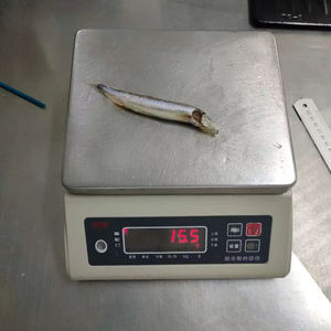 ปลา Capelin 8ชิ้นยอดนิยมปลา Capelin <span class=keywords><strong>shishamo</strong></span> - Product Image 1