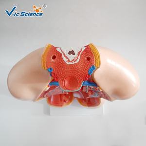 Torso medico materiale didattico organo umano per scienza medicale20 parti di anatomia umana Torso modello 55CM Unisex Torso modello - Product Image 5