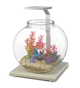 Nhỏ trong nhà Mini Cá bát và mọng nước cây trồng nhựa Máy tính để bàn trang trí mục cho phòng khách hoặc nhà bếp đóng hộp - Product Image 2