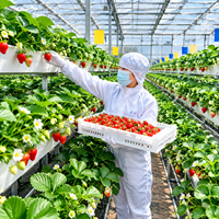 Système hydroponique NFT vertical pour serres commerciales, avec canaux de culture en PVC pour la culture hors-sol des fraises