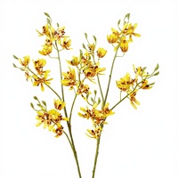 Bunga Anggrek Cymbidium Mini 4 Cabang Gaya Alami Buatan, Bunga Sutra Ramah Lingkungan untuk Fotografi Ruang Tamu