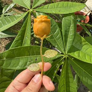 ดอกกุหลาบคริสตัลขนาด 3 ซม. สีเงิน ประดับคริสตัลไอน้ำ แกะสลักจากหินคริสตัลธรรมชาติ สำหรับบำบัดรักษา  คริสตัลรูปดอกกุหลาบสำหรับวันวาเลนไทน์ - Product Image 4