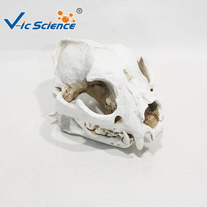 Modèle de crâne de chien détachable ; structure anatomique du crâne canin ; outil pédagogique pour la formation vétérinaire. - Product Image 3