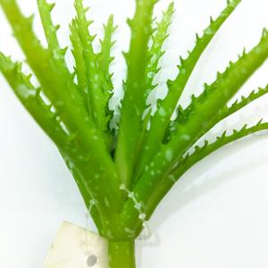 The ฟันเลื่อย aloe ตกแต่งภายในบ้าน mini succulent พืช - Product Image 5