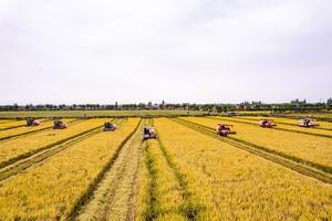 Клетчатка из рисового алеурона для функциональных продуктов с низким содержанием FODMAP - Product Image 6