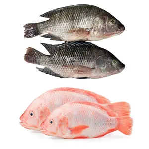 तिलापिया जमे हुए काले और लाल Tilapia मछली