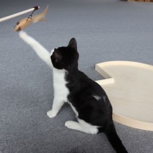 Juguete divertido de plumas para gatos de Vietnam, juguete interactivo sostenible de palo de hadas colorido para mascotas de madera para interiores para gatos - Product Image 3