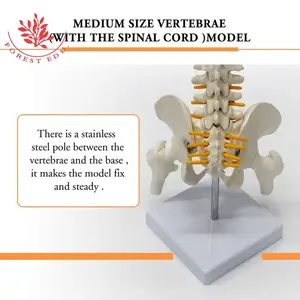 Modelo <span class=keywords><strong>de</strong></span> <span class=keywords><strong>esqueleto</strong></span> humano Columna vertebral flexible FRT017 Modelos <span class=keywords><strong>de</strong></span> columna vertebral <span class=keywords><strong>de</strong></span> 45cm con <span class=keywords><strong>cartílago</strong></span> <span class=keywords><strong>de</strong></span> raíz nerviosa Modelo anatómico <span class=keywords><strong>de</strong></span> columna vertebral blanca - Product Image 5