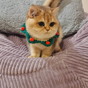 Marque vietnamienne HOANG LINH SG Kimy + 84938616690 fil tricoté en peluche collier de chat petits animaux accessoires pour chiens en coton - Product Image 3