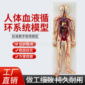 Modèle de simulation médicale du système circulatoire humain, de la chirurgie cardiaque, de l'anatomie des artères, des veines, des nerfs et des vaisseaux sanguins - Product Image 4