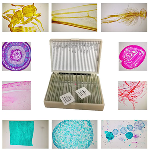 Section de lame de microscope en verre OEM S30 en gros du stade précoce de la gastrula pour la recherche en laboratoire - Product Image 4