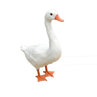 Modèle d'animal statique en tissu peluche, imitation plumes de canard, poulet ou oie, grand, blanc, pour décoration de jardin pastoral et photographie